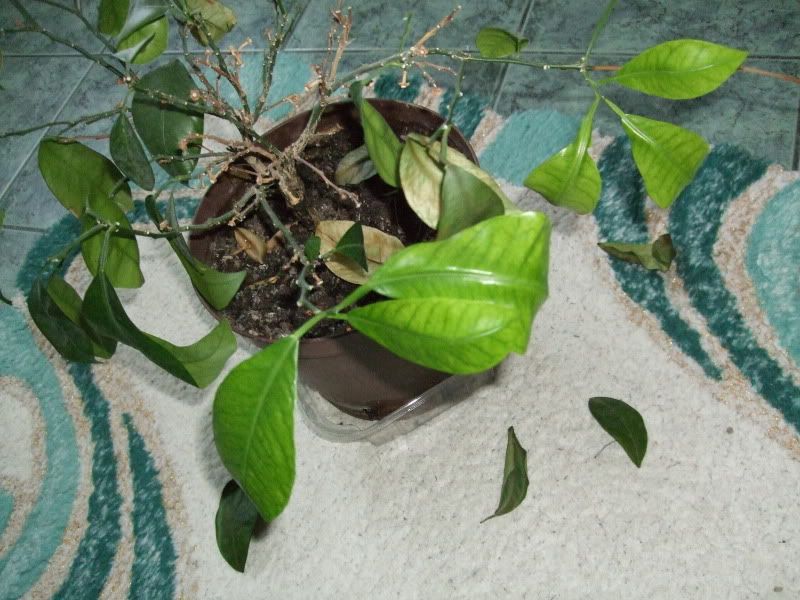 Zitronenbaum verliert Blätter Pflanzenkrankheiten & Schädlinge GREEN24 Hilfe Pflege Bilder