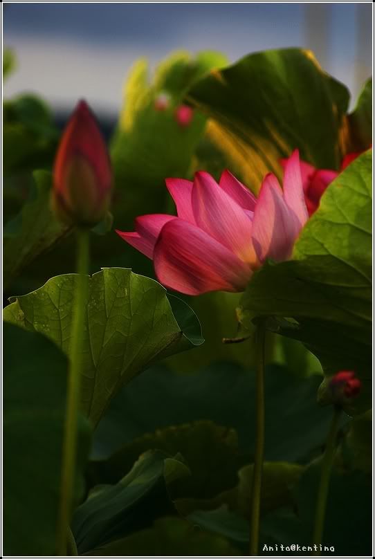 Photo Sharing and Video Hosting at Photobucket