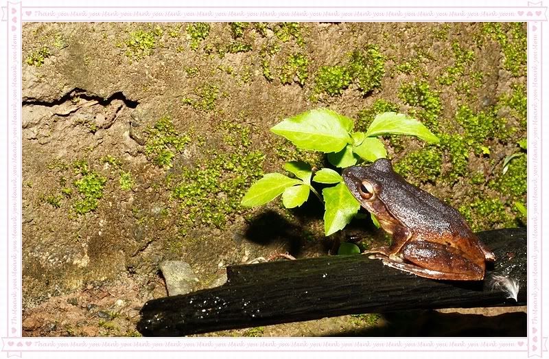 Photo Sharing and Video Hosting at Photobucket