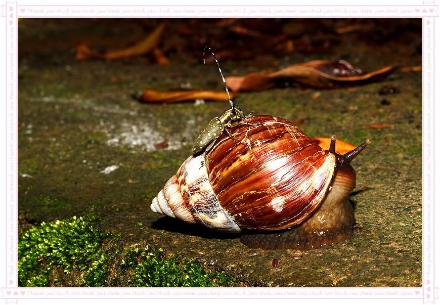 Photo Sharing and Video Hosting at Photobucket