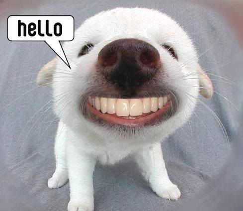 hellodogteeth.jpg hello dog w/ human teeth image by jaded_juel3