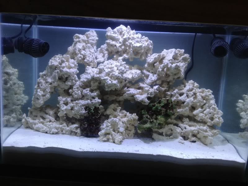 20G tall Nano Reef tank build (Sump and skimmerless) The Reef Tank