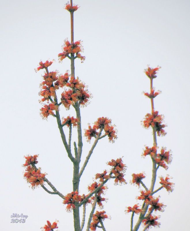IMG_2551mapleflowers.jpg