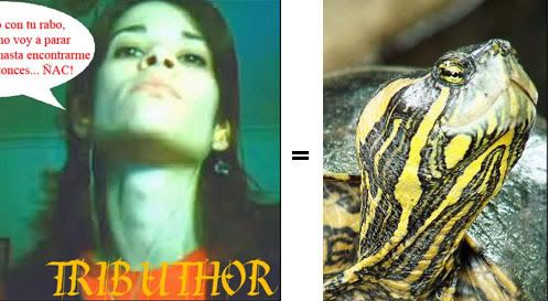 tortupop.jpg