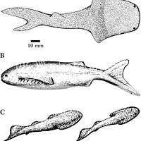 Transitional Fossils Chordate-fish By Rachel Brown 