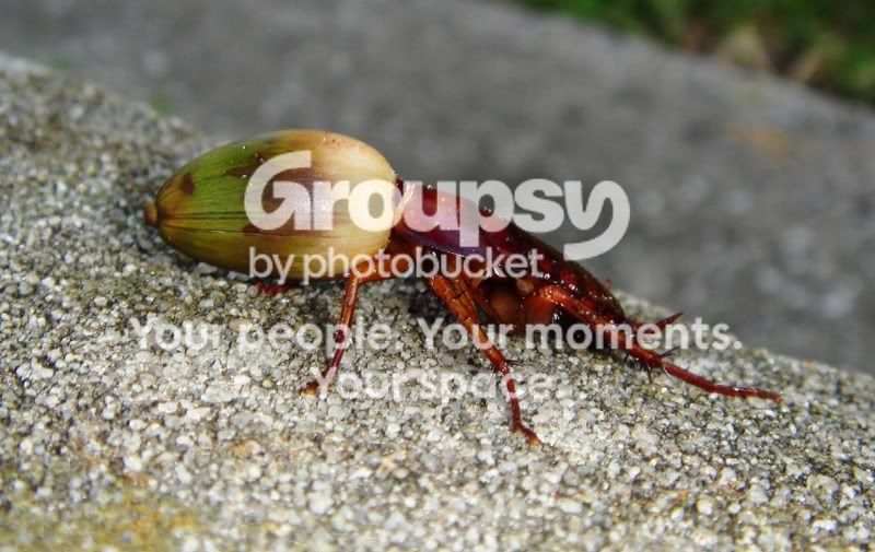 Photo Sharing and Video Hosting at Photobucket